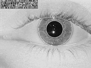 iris + iriscode