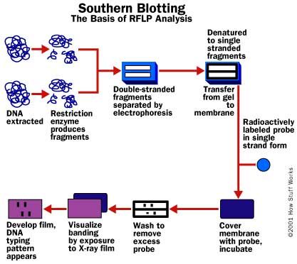 S�quence de reconnaissance d'ADN