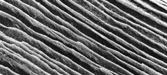 structure sous-jacente de l'ongle